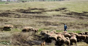 Anti-Money Laundering Authority Investigates Cretan Producer Linked to OPEKEPE Scandal, Vourliotis Leads