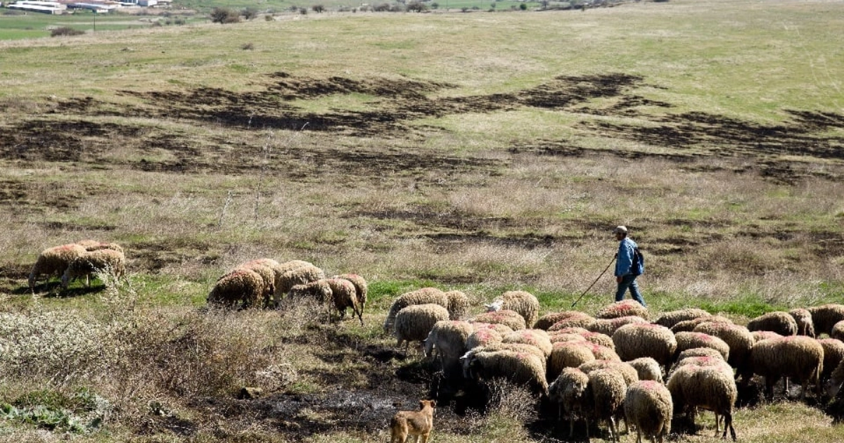 Anti-Money Laundering Authority Investigates Cretan Producer Linked to OPEKEPE Scandal, Vourliotis Leads